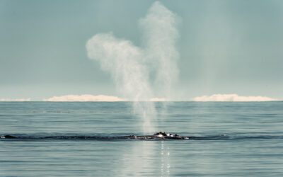 ‘High Seas Treaty’ advances protection for largest habitat on Earth