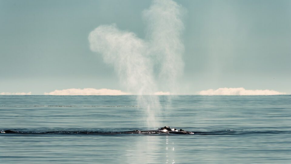 ‘high-seas-treaty’-advances-protection-for-largest-habitat-on-earth