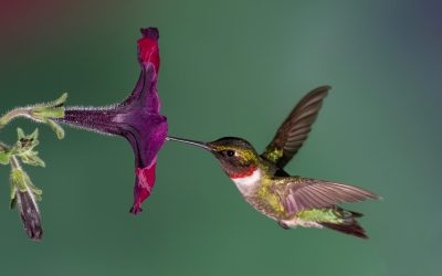 The hummers are on their way!