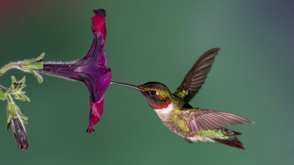 the-hummers-are-on-their-way!