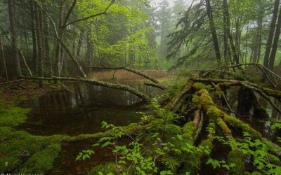 New Brunswick has opportunity for leadership as host of Canadian Council of Forest Ministers annual Forest Forum