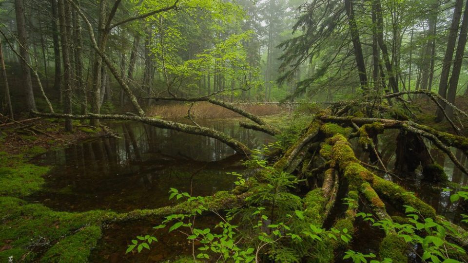 new-brunswick-has-opportunity-for-leadership-as-host-of-canadian-council-of-forest-ministers-annual-forest-forum