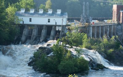 Alewife are running up the Milltown Dam  fishway for the last time!
