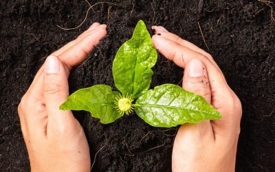 Shaping Canada’s Future: Participate in the 2030 Biodiversity Strategy