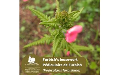 Furbish’s lousewort