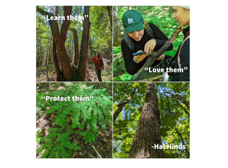 Help Us Preserve the Appalachian Hardwood Forest! Less than $50,000 Needed by September 30th to Save This Unique Ecosystem Forever.