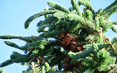 Reshaping Forest Management: The Rise of Community Forestry in Canada