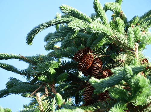 reshaping-forest-management:-the-rise-of-community-forestry-in-canada