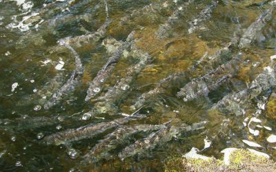 “Dammed But Not Doomed” highlights Passamaquoddy’s 10-year effort for Skutik River restoration