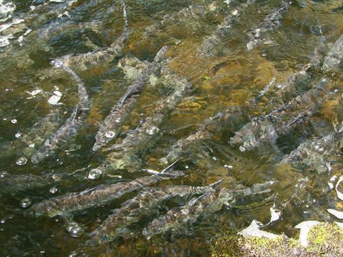 “dammed-but-not-doomed”-highlights-passamaquoddy’s-10-year-effort-for-skutik-river-restoration