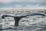 encountering-giants:-why-we-need-to-fight-to-protect-the-bay-of-fundy