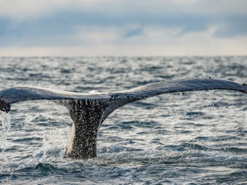 encountering-giants:-why-we-need-to-fight-to-protect-the-bay-of-fundy