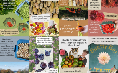 FVA Online Student Wins Quoddy Quilters Scholarship