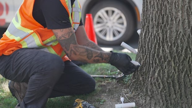 invasive-beetle-on-a-rampage-through-ash-trees-in-fredericton-|-cbc-news