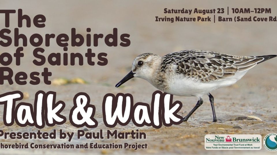 shorebirds-of-saints-rest:-talk-&-walk