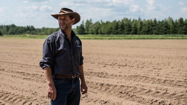 it's-been-a-long,-dry-summer,-and-it's-taken-a-toll-on-new-brunswick-farmers-|-cbc-news