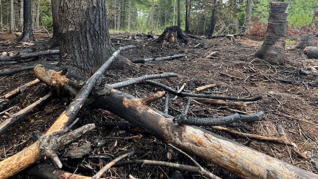 the-trail-may-be-getting-colder,-but-it's-not-too-late-to-determine-wildfire-cause,-says-investigator-|-cbc-news