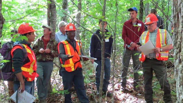 a-new-research-project-aims-to-help-forestry-sector-avoid-harvesting-critical-habitats-in-the-wild-|-cbc-news