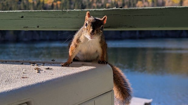 fall-friends:-enjoy-these-photos-from-around-new-brunswick-|-cbc-news