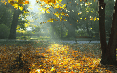 The Power of Morning Light: Start Your Day with Sunshine