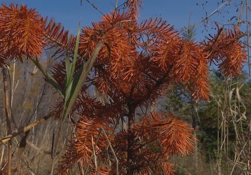 nb.-christmas-tree-farm-suffers-the-effects-of-months-long-drought-|-cbc-news