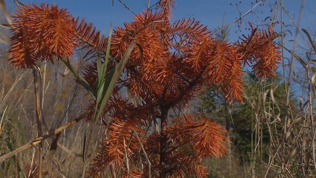 nb.-christmas-tree-farm-suffers-the-effects-of-months-long-drought-|-cbc-news