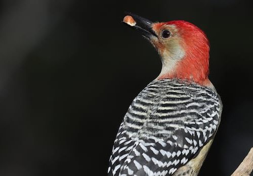 morning-frost:-enjoy-these-photos-from-around-new-brunswick-|-cbc-news