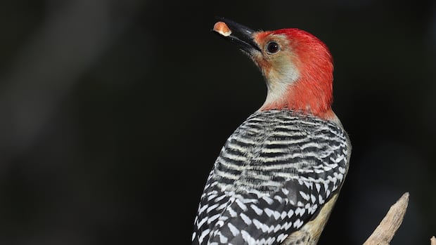 morning-frost:-enjoy-these-photos-from-around-new-brunswick-|-cbc-news