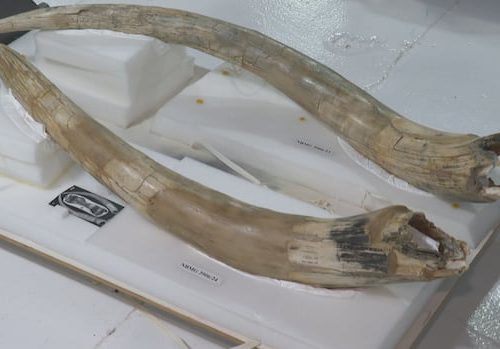 remembering-marmaduke,-hillsborough's-mastodon-|-cbc-news