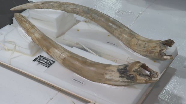 remembering-marmaduke,-hillsborough's-mastodon-|-cbc-news