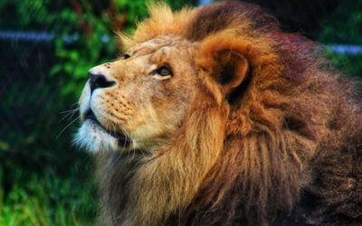 Azizi, the beloved lion at the Moncton zoo, remembered as a prankster | CBC News