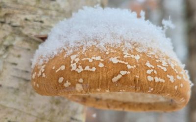 First ice: Enjoy these photos from around New Brunswick | CBC News