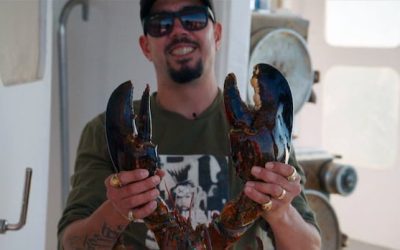 Some commercial lobster fishers say Indigenous treaty fishing threatens stocks. Government memo says otherwise | CBC News