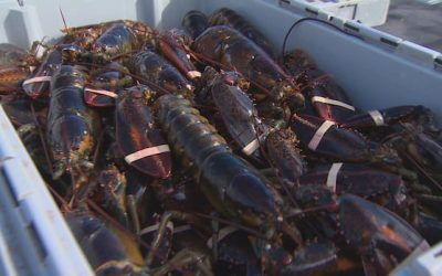 China trade deal offers relief to N.B. lobster, crab fishermen | CBC News