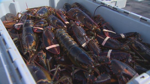 china-trade-deal-offers-relief-to-nb.-lobster,-crab-fishermen-|-cbc-news