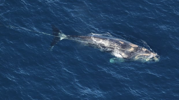 north-atlantic-right-whale-found-dead-after-weeks-of-entanglement-|-cbc-news