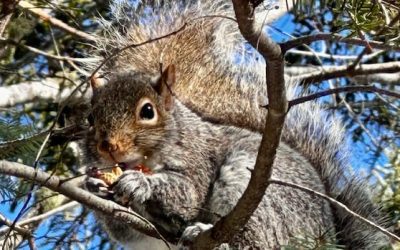February brighteners: Enjoy these photos from around New Brunswick | CBC News