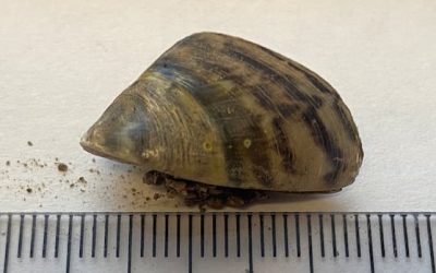 Invasive mussels in St. John River still at ‘manageable’ level, survey finds | CBC News