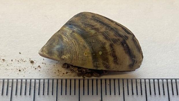 invasive-mussels-in-st.-john-river-still-at-'manageable'-level,-survey-finds-|-cbc-news
