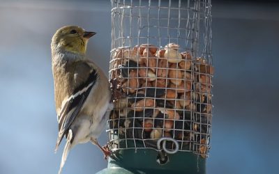 Birds of March: Enjoy these photos from around New Brunswick | CBC News