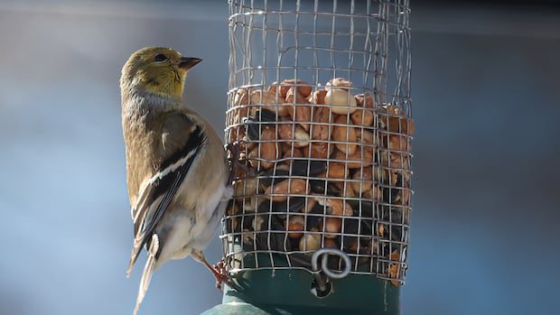 birds-of-march:-enjoy-these-photos-from-around-new-brunswick-|-cbc-news