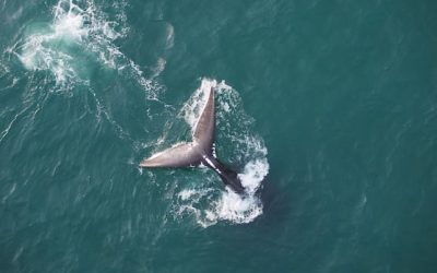 U.S. considers changing regulations designed to protect North Atlantic right whales | CBC News