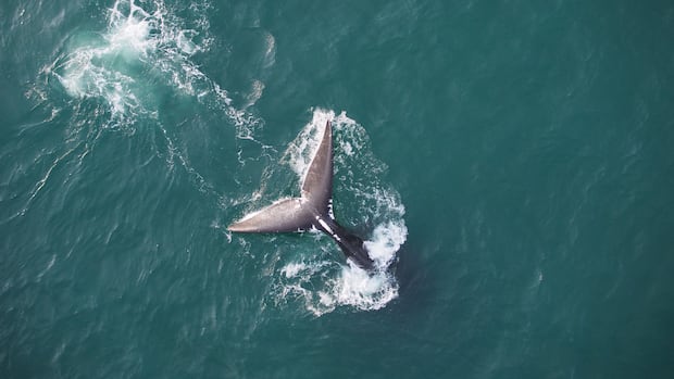 us.-considers-changing-regulations-designed-to-protect-north-atlantic-right-whales-|-cbc-news