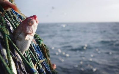 Haddock quota to go down 57% in parts of N.S., N.B on April 1 | CBC News