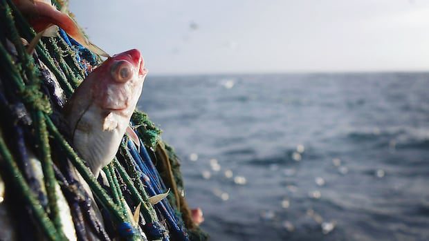 haddock-quota-to-go-down-57%-in-parts-of-ns,-n.b-on-april-1-|-cbc-news