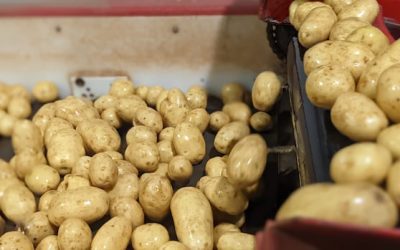 P.E.I. potatoes may soon be sold in Mexico after Canada reaches new trade deal | CBC News