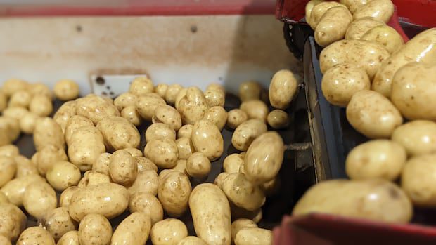pei.-potatoes-may-soon-be-sold-in-mexico-after-canada-reaches-new-trade-deal-|-cbc-news