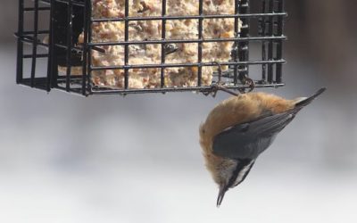 March critters: Enjoy these photos from around New Brunswick | CBC News