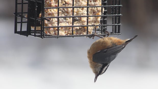 march-critters:-enjoy-these-photos-from-around-new-brunswick-|-cbc-news