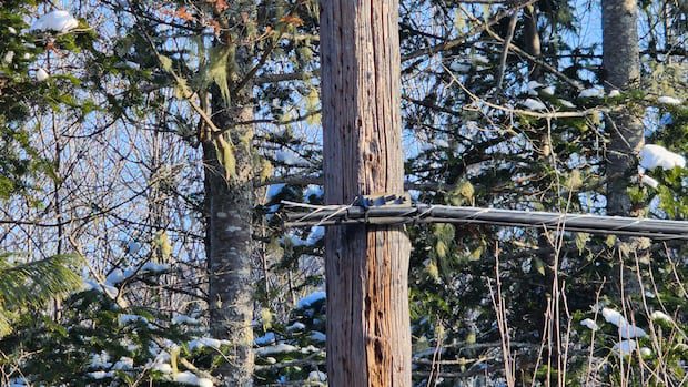 copper-theft-shut-down-internet-for-some-bell-users-in-southwest-nb.-|-cbc-news